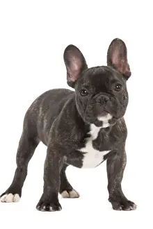 Dog - French Bulldog in studio