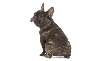 Dog - French Bulldog in studio