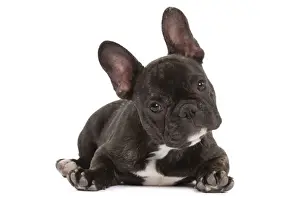 Dog - French Bulldog in studio