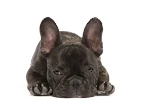 Dog - French Bulldog in studio