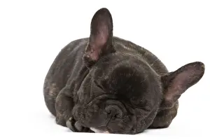 Dog - French Bulldog in studio