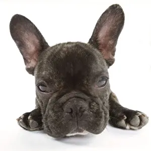 Dog - French Bulldog in studio