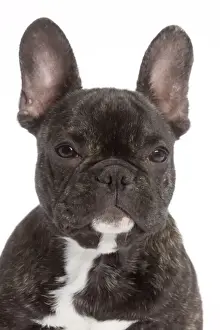 Dog - French Bulldog in studio