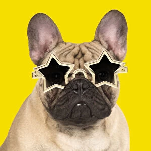 DOG. French Bulldog in studio wearing star sunglasses