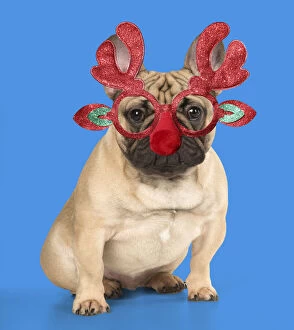 Images Dated 3rd February 2020: DOG. French Bulldog wearing Rudolph antler Christmas glasses Date: 18-Jan-18
