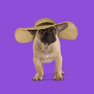 Dog - French Bulldog wearing straw sun hat looking