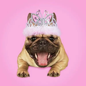 Smiling Gallery: Dog, French Bulldog wearing Tiara