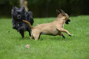 DOG, French Bulldog X Chihuahua, running in a garden with a Chihuahua