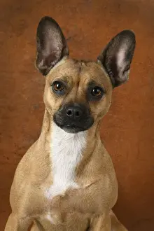 Cross Prints: DOG, French Bulldog X Chihuahua, portrait, studio, brown background