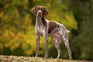 Images Dated 26th October 2008: Dog - French Pointer / Braque Francais