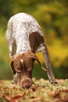 Images Dated 26th October 2008: Dog - French Pointer / Braque Francais
