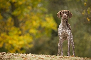 Images Dated 26th October 2008: Dog - French Pointer / Braque Francais