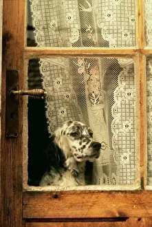 Watching Prints: Dog FRR 241E Head by lace window in door © Frederic Rolland / ARDEA LONDON
