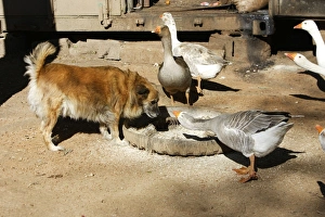 Images Dated 15th April 2006: Dog & Geese Zambia, Africa