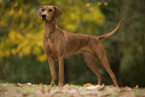Images Dated 26th October 2008: Dog - German Pinscher