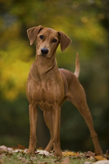 Images Dated 26th October 2008: Dog - German Pinscher