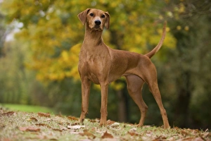 Images Dated 26th October 2008: Dog - German Pinscher