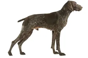 Dog - German Pointer in studio