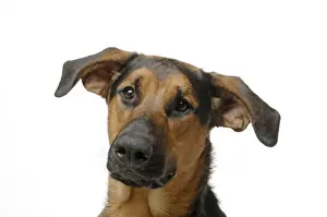 DOG. German Shephard cross Doberman