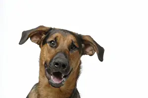 DOG. German Shephard cross Doberman