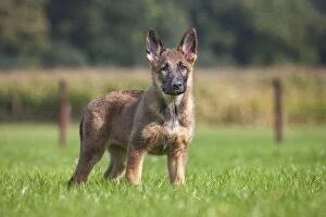 Images Dated 27th September 2013: Dog - German Shepherd