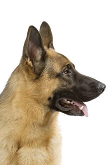 Dog - German Shepherd