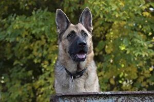 Images Dated 27th October 2016: Dog German Shepherd