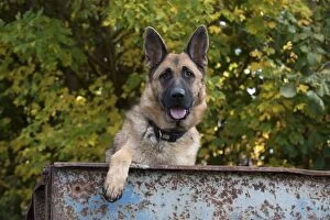 Images Dated 27th October 2016: Dog German Shepherd
