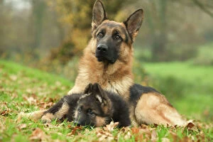 Herd Breeds Collection: Dog - German Shepherd - adult with puppy