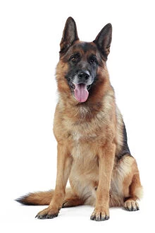 Images Dated 21st October 2015: Dog German Shepherd / Alsatian