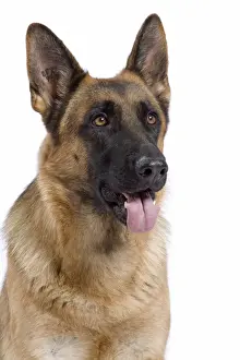 Dog - German Shepherd / Alsatian