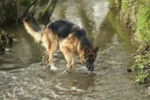 Dog - German Shepherd / Alsatian - Drinking from stream