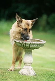 DOG - German Shepherd / Alsatian drinking from bird bath