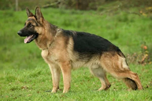 Herd Breeds Collection: Dog - German Shepherd / Alsatian - In field