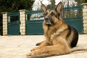 Guard Dogs Prints: Dog - German Shepherd / Alsatian - lying outstide gates