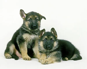 Dog - German Shepherd / Alsatian puppies