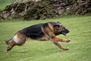 Dog - German Shepherd / Alsatian - running