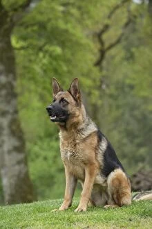 Dog - German Shepherd / Alsatian - sitting down