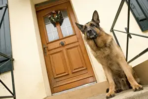 Doors Prints: Dog - German Shepherd / Alsatian - sitting outside front door