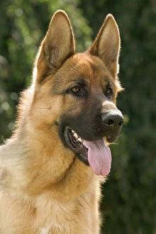 Images Dated 21st June 2004: Dog - German Shepherd / Alsation