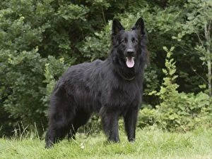 Shepherds Gallery: Dog German Shepherd (black)