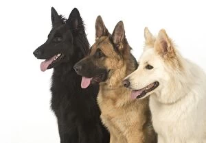 Dog German Shepherd (black, sable & white)