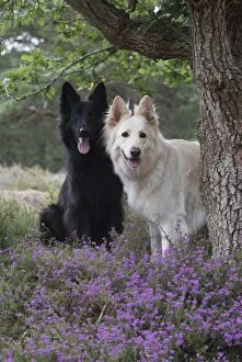Shepherds Gallery: Dog German Shepherd (black & white)    Dog German Shepherd (black & white)