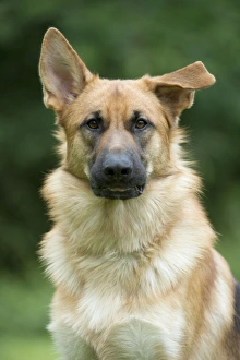 DOG - German shepherd dog - with one ear pointed and one ear flat DOG - German shepherd dog - with one ear pointed and one ear flat