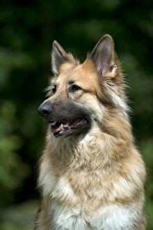 DOG - German shepherd dog (head shot)