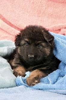 DOG - German shepherd dog - puppy sitting on blankets