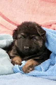 Blanket Prints: DOG - German shepherd dog - puppy sitting on blankets