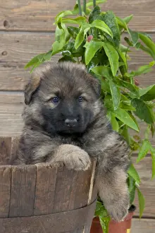 DOG - German shepherd dog - puppy sitting in a wooden tub
