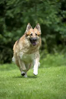 DOG - German shepherd dog - running through garden