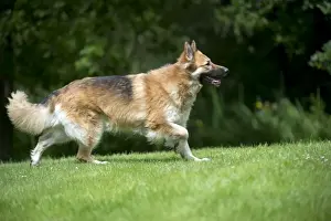 DOG - German shepherd dog - running through garden